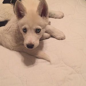 Meet your Posher, Raul